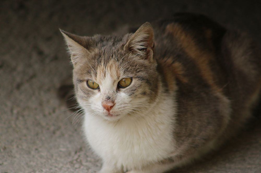 Photograph by Hisham Khatib