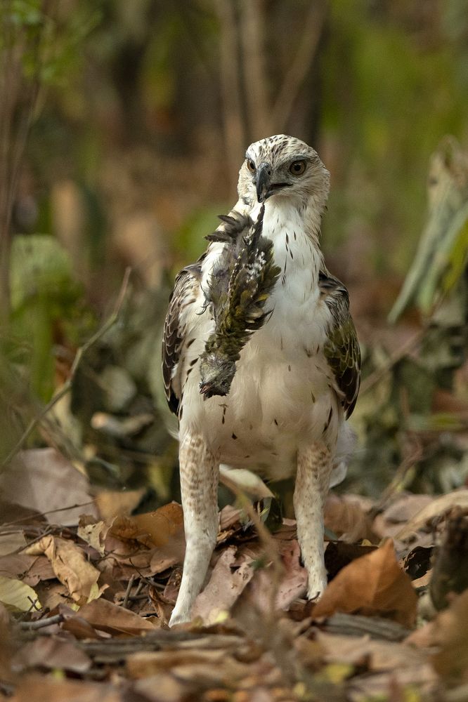 Photograph by Kalyan Chakraborty