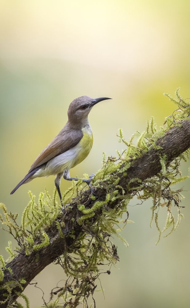 Photograph by  Sajeevkumar