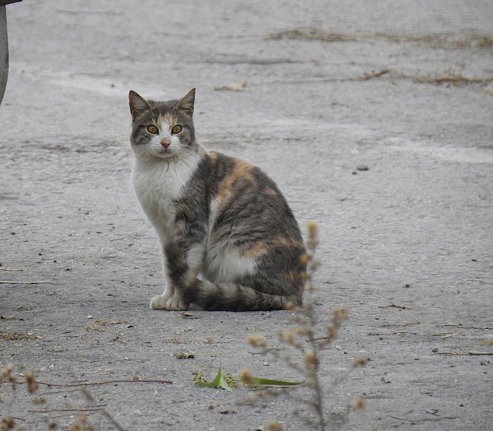 Photograph by Hisham Khatib