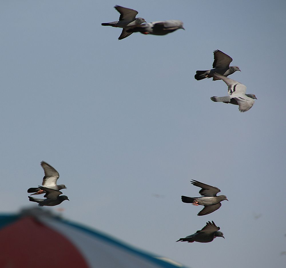 Photograph by Hisham Khatib