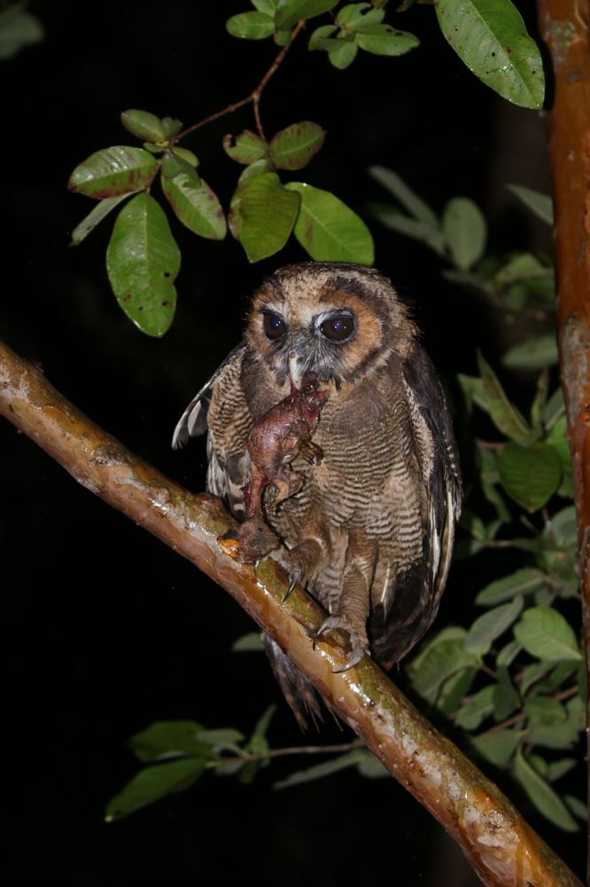 Photograph by Kalyan Chakraborty