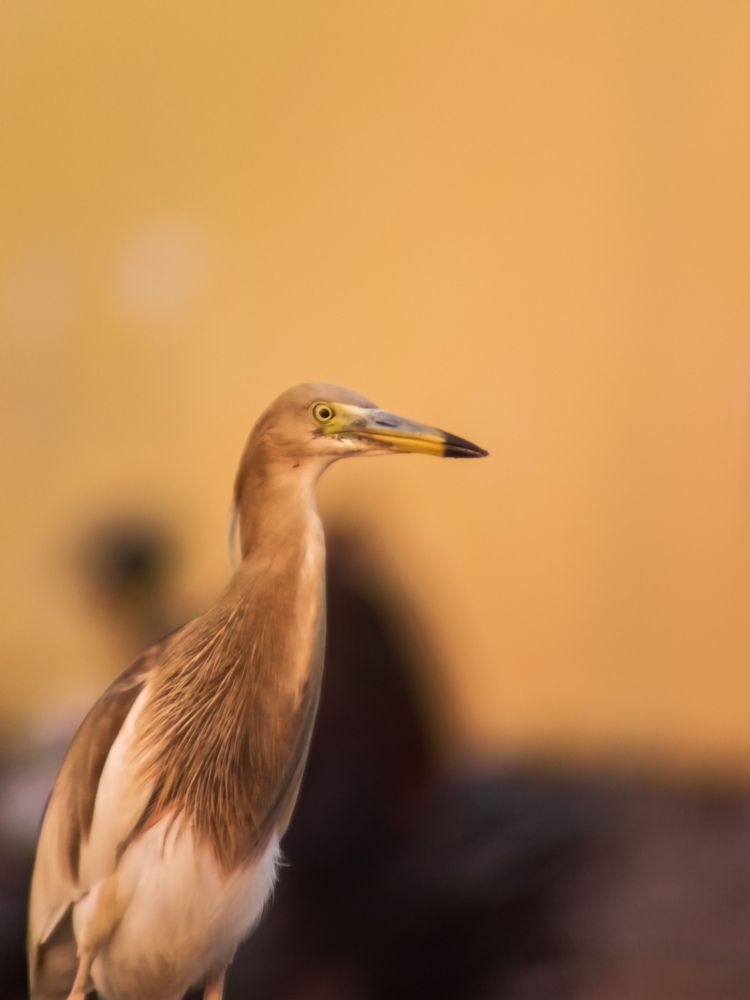 Photograph by Govind Viswanath