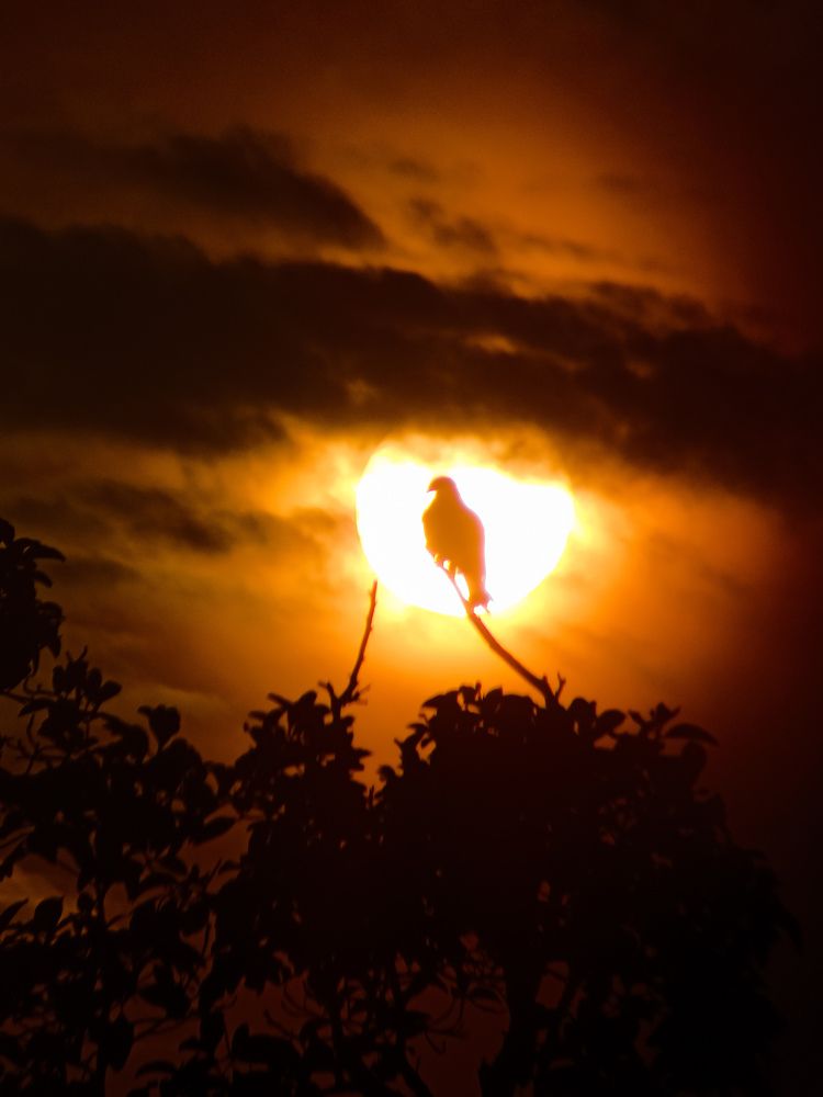Photograph by Govind Viswanath
