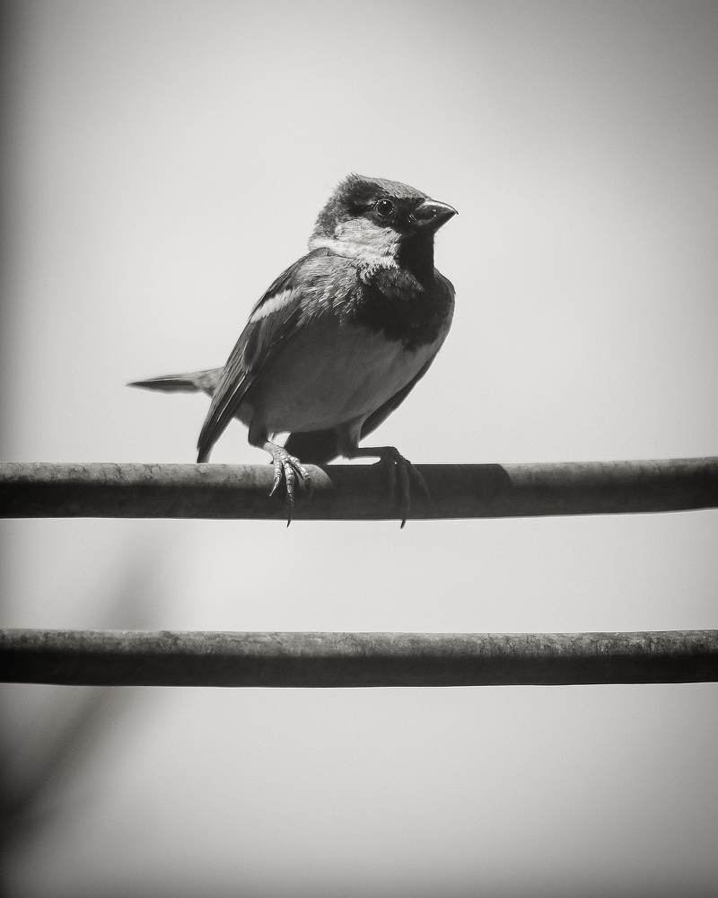 Фотография автора Hadi Nasirian