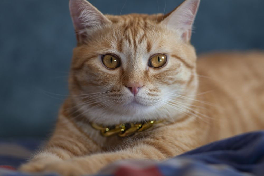 Photograph by Николай Лагоденко