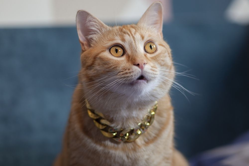 Photograph by Николай Лагоденко