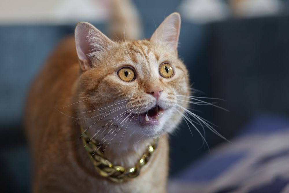 Photograph by Николай Лагоденко