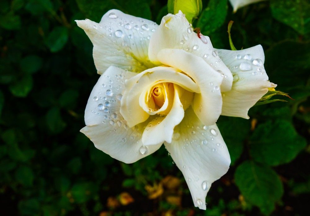 Фотография автора Валентина Рихмаер