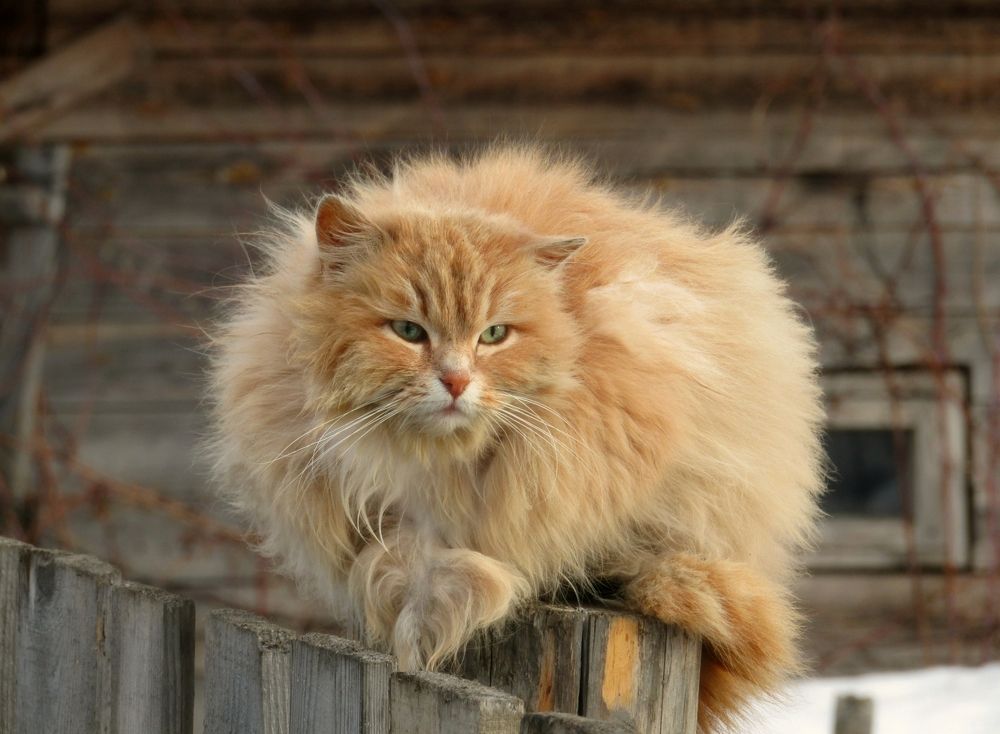 Гроза деревенских чердаков и заборов!