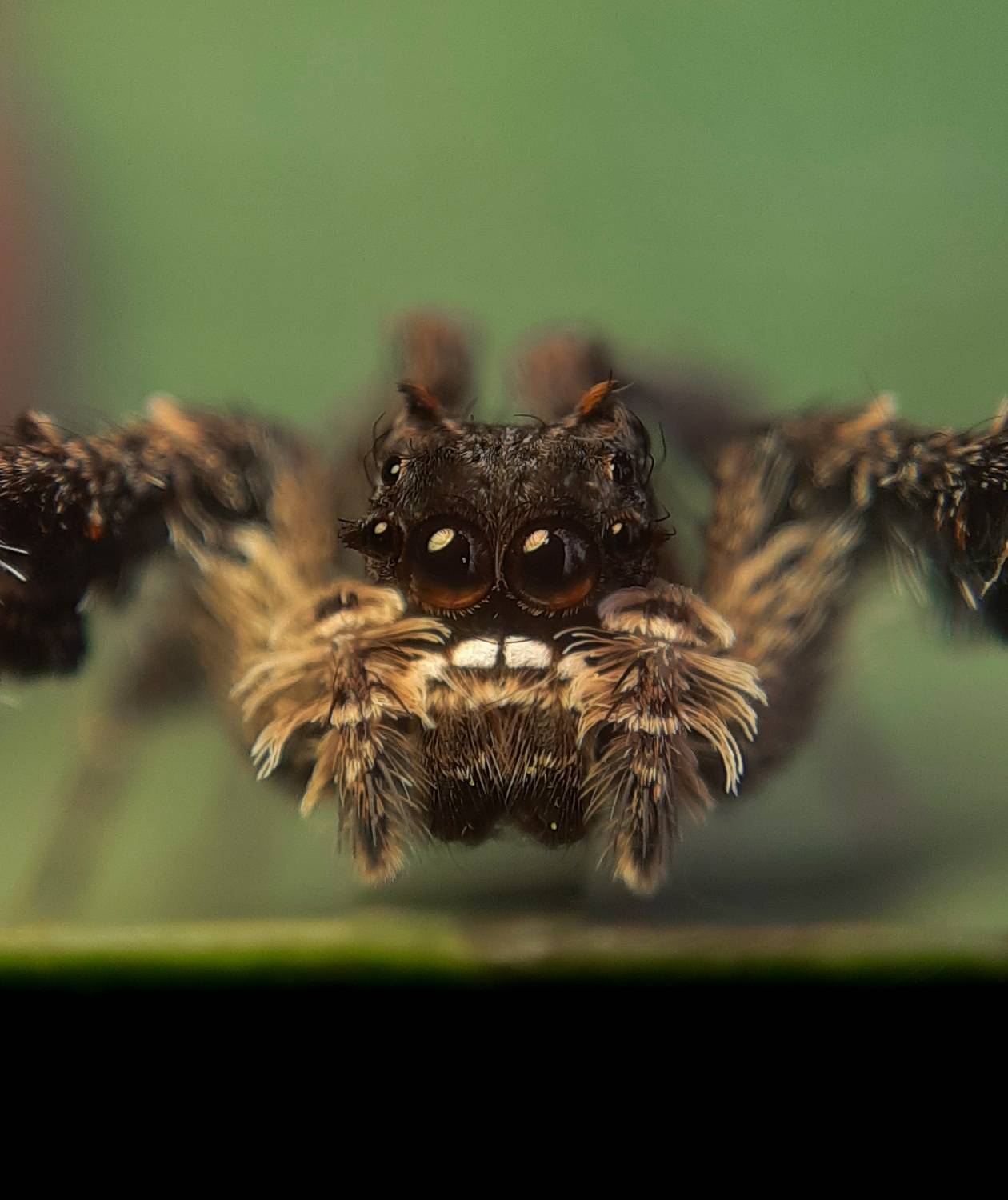 Macro photography