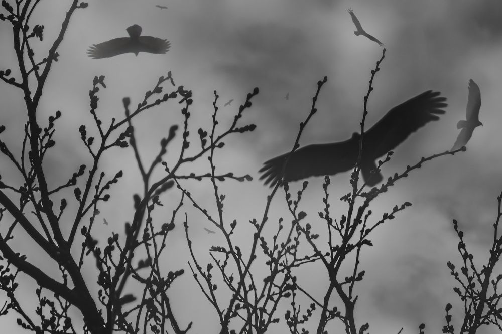 Photograph by Myles Barfield