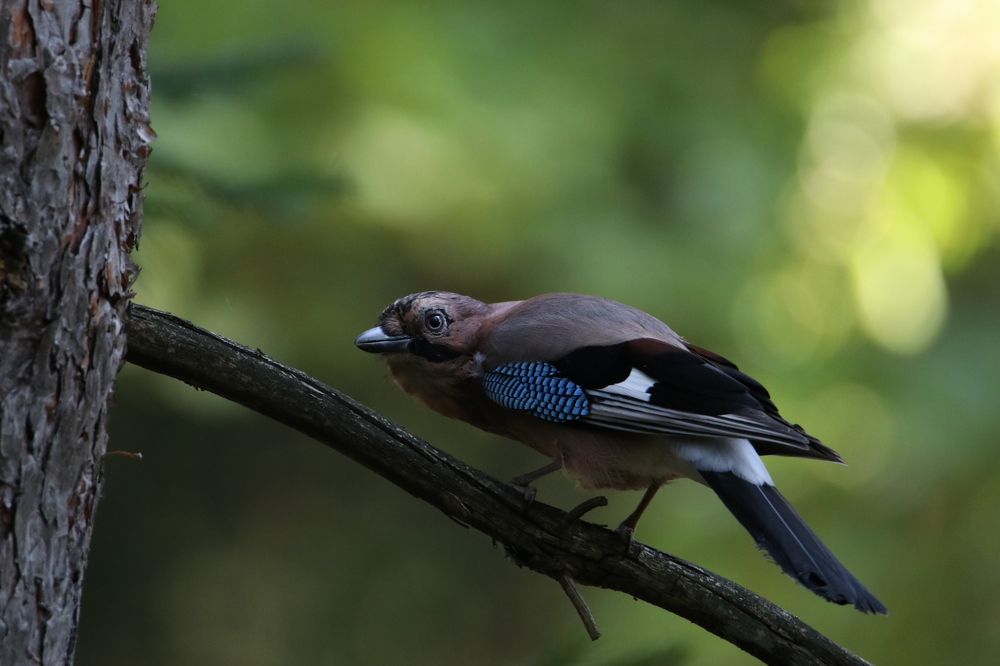 Photograph by Михаил Косяк