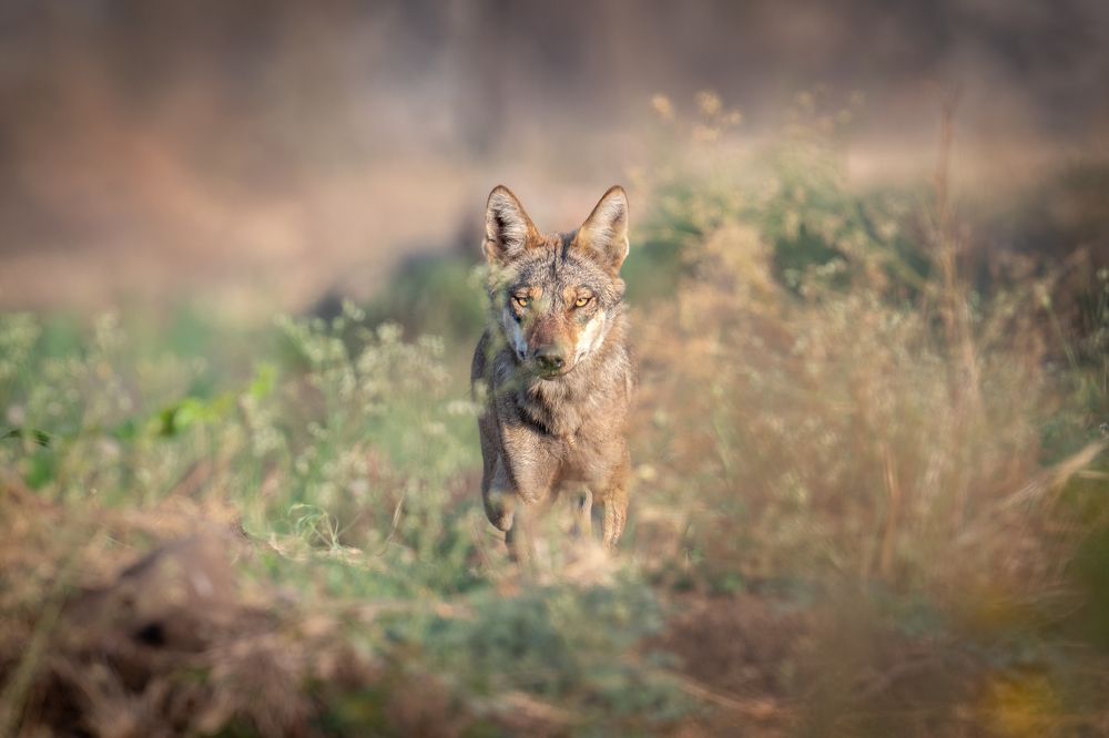 Photograph by Nabarun Majumdar