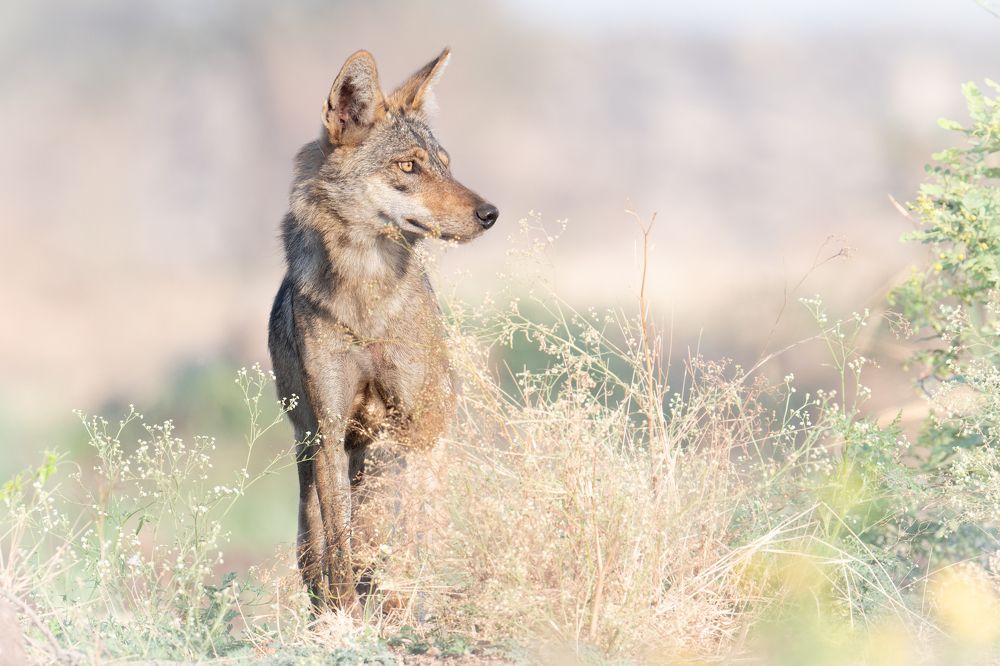 Photograph by Nabarun Majumdar