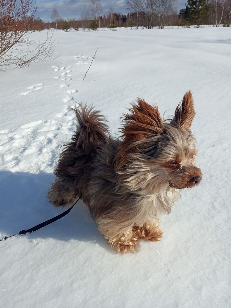 Зимняя прогулка.