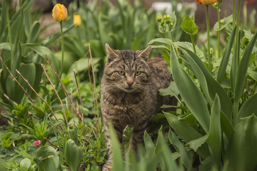 Король окрестностей