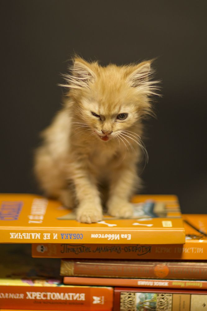 Маленький бандит