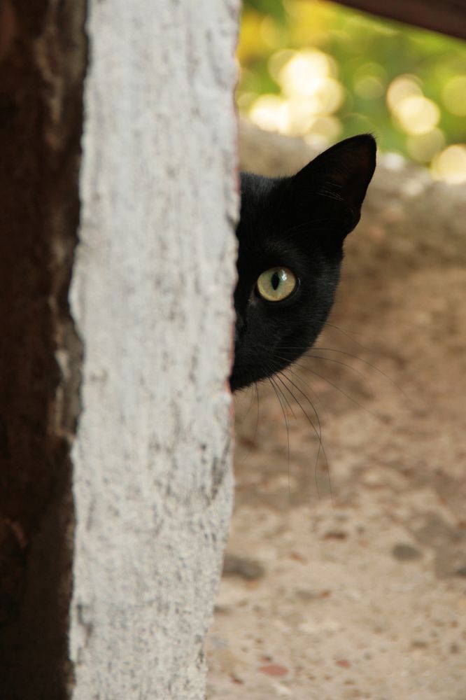 кот, который не любит людей