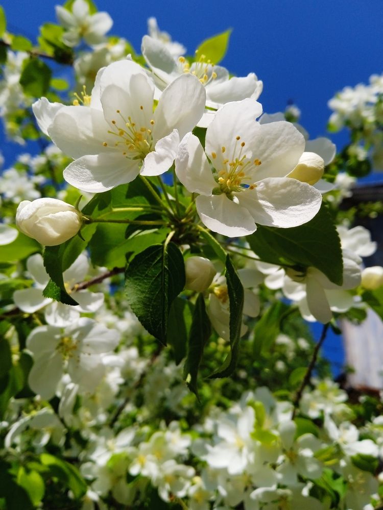 Photograph by Светлана Олина