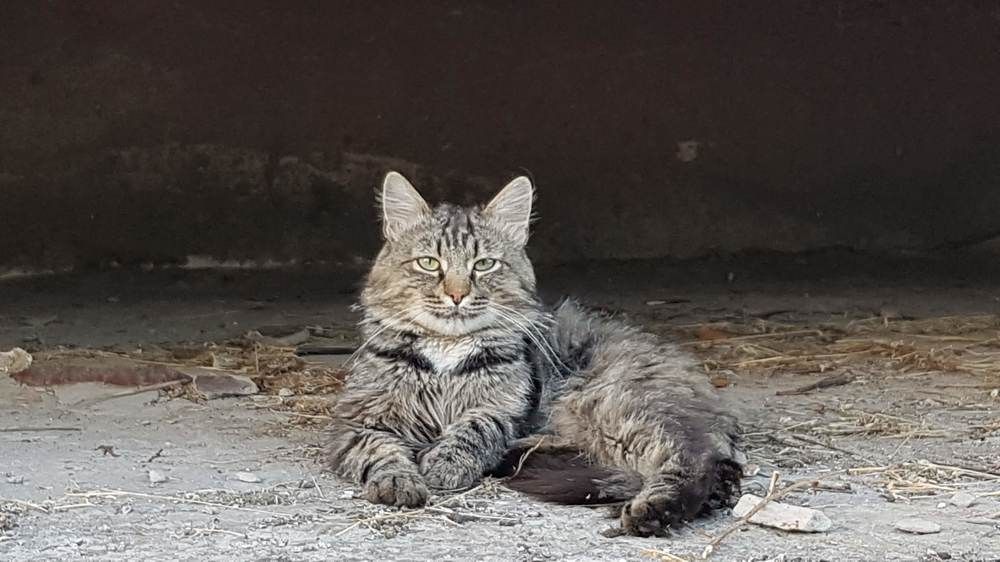 Фотография автора Дана Богинская