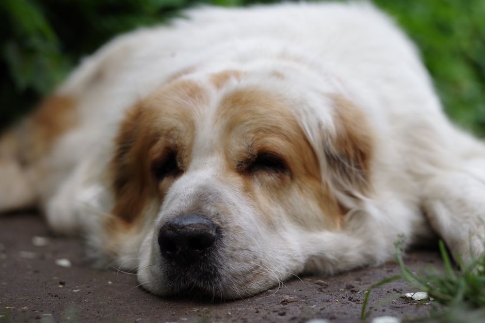 Фотография автора Сергей Мещеряков