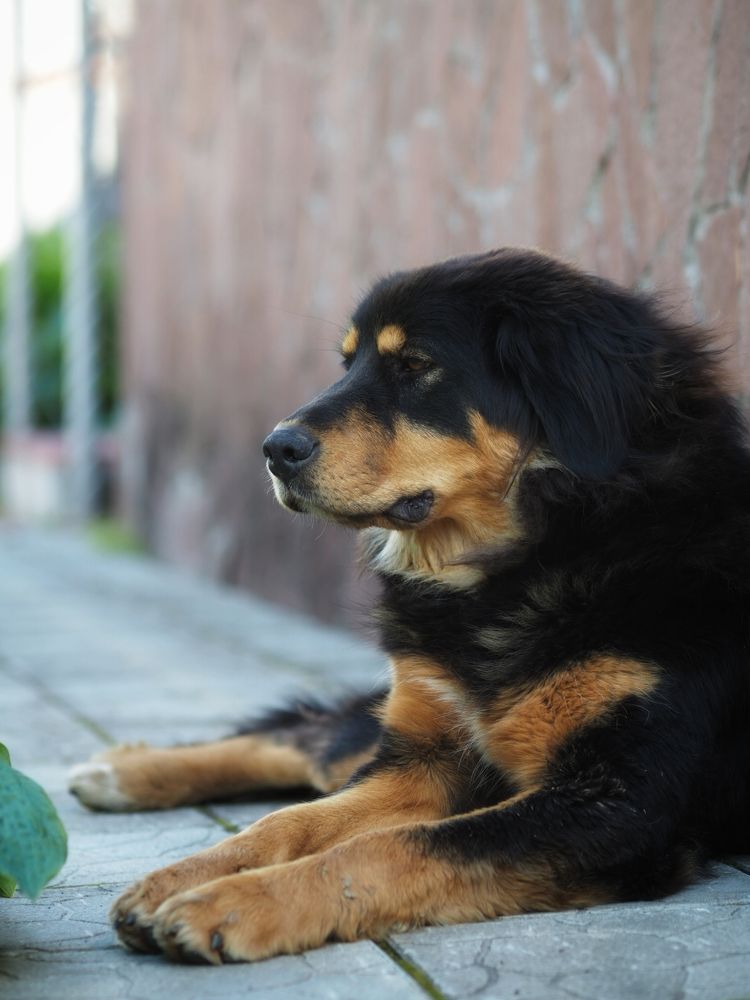 Фотография автора Сергей Мещеряков