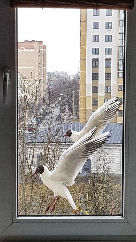 Фотография автора Дана Богинская