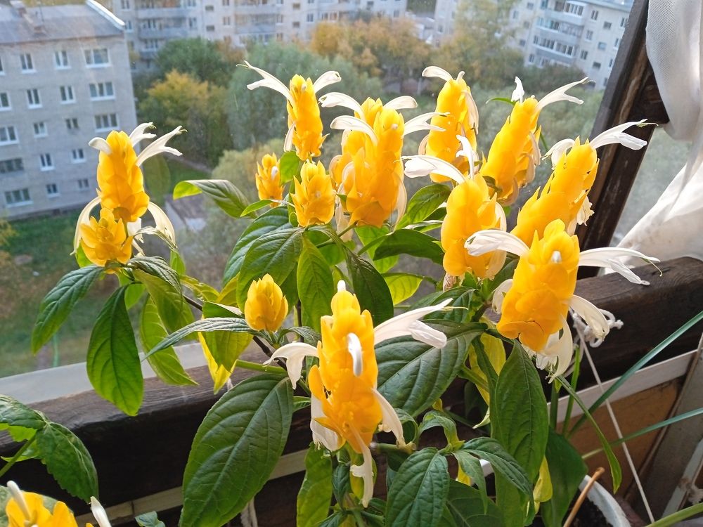 Photograph by Светлана Олина