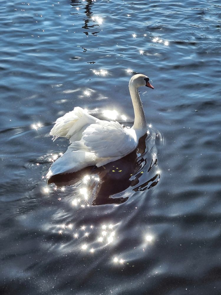 Фотография автора Дана Богинская