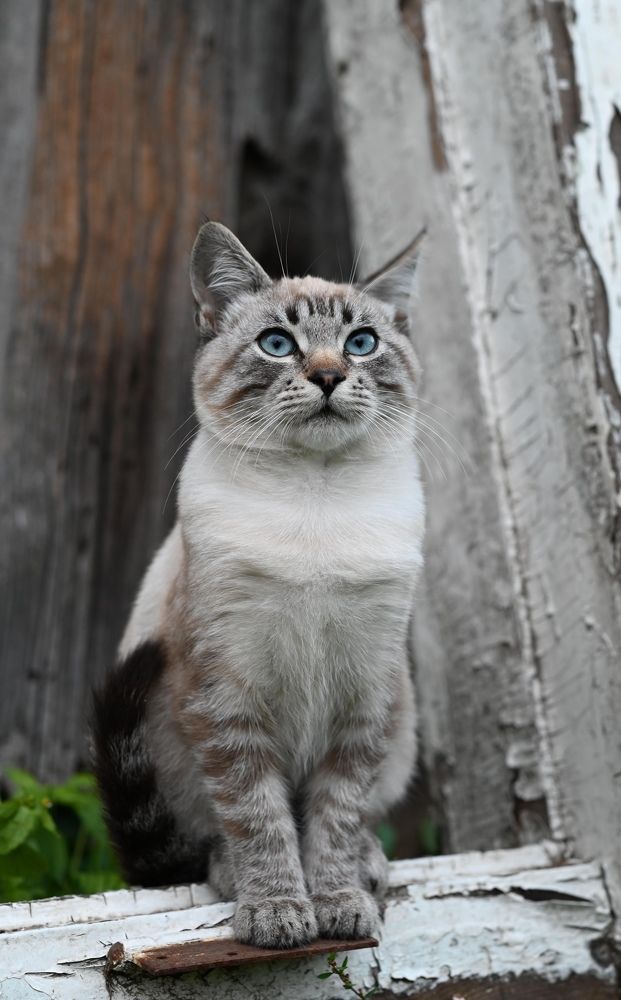 Photograph by Дарья Гомза