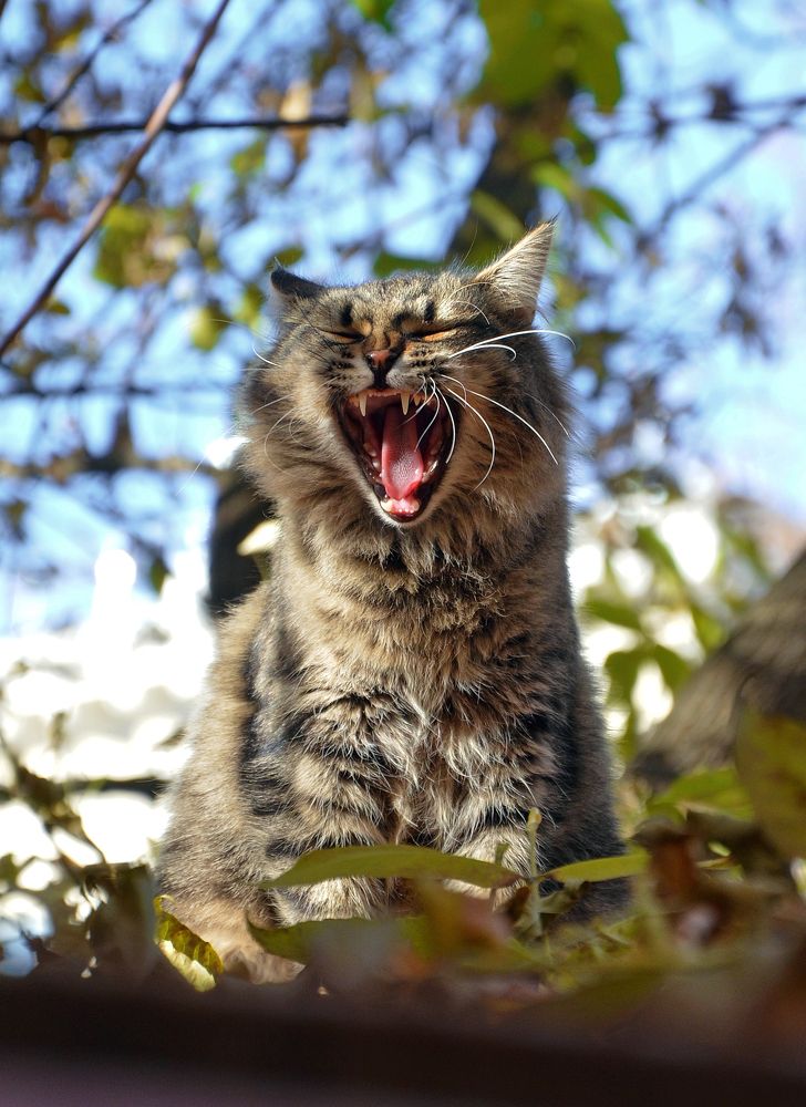 Мартовская песня