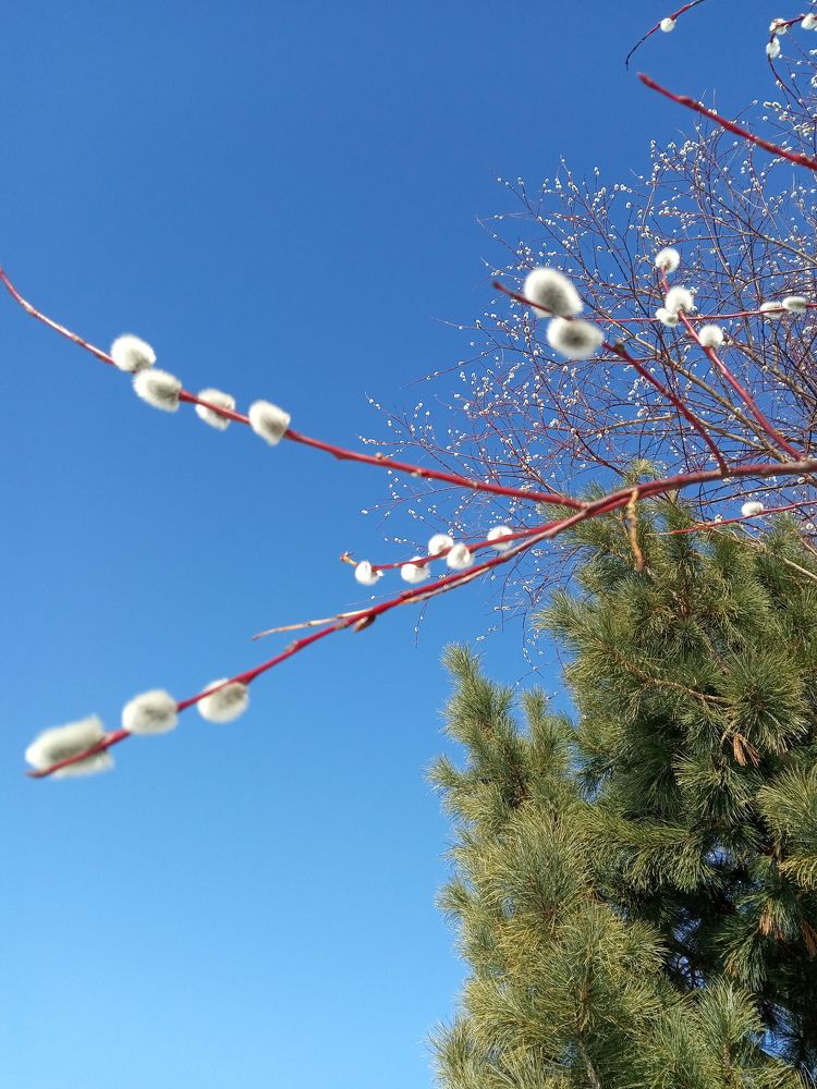 Photograph by Любовь Шаврина