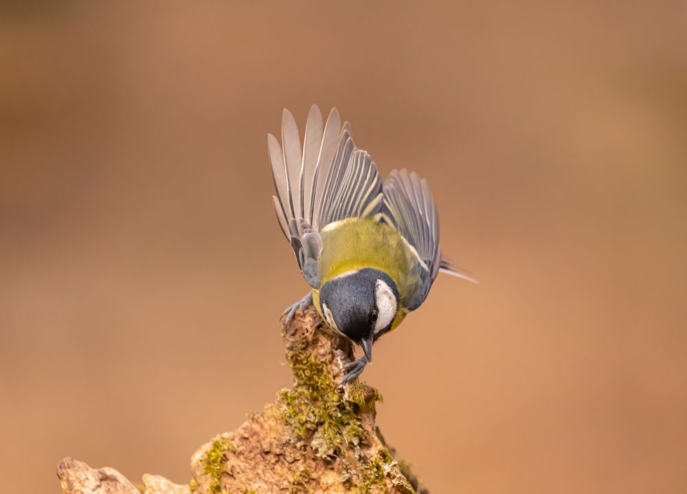 Photograph by Erika Katics