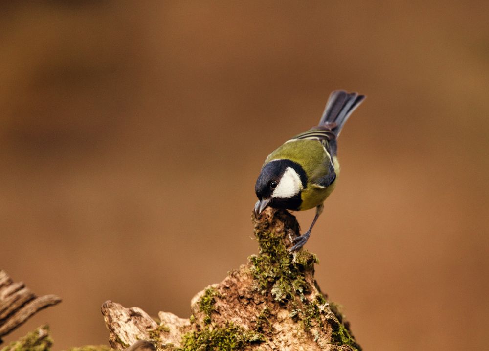 Photograph by Erika Katics