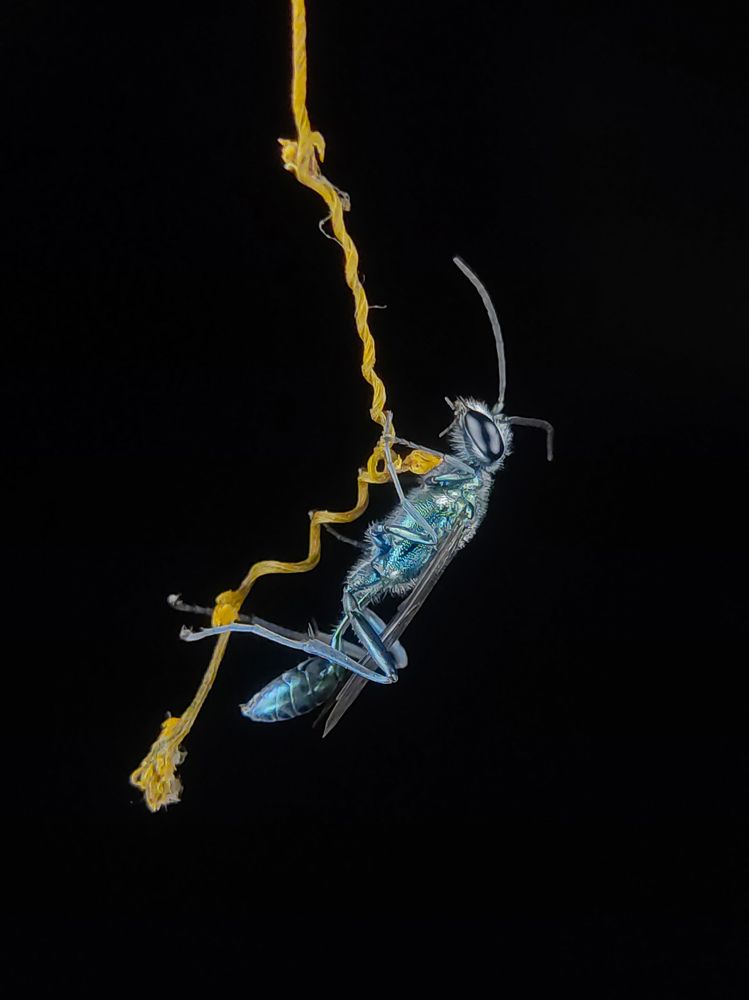 Photograph by South Indian Macro Lens