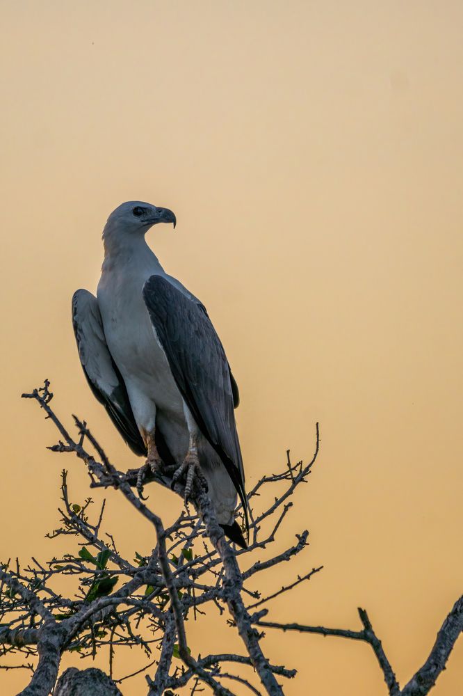 Photograph by Kushan Madushanka Sonnadara