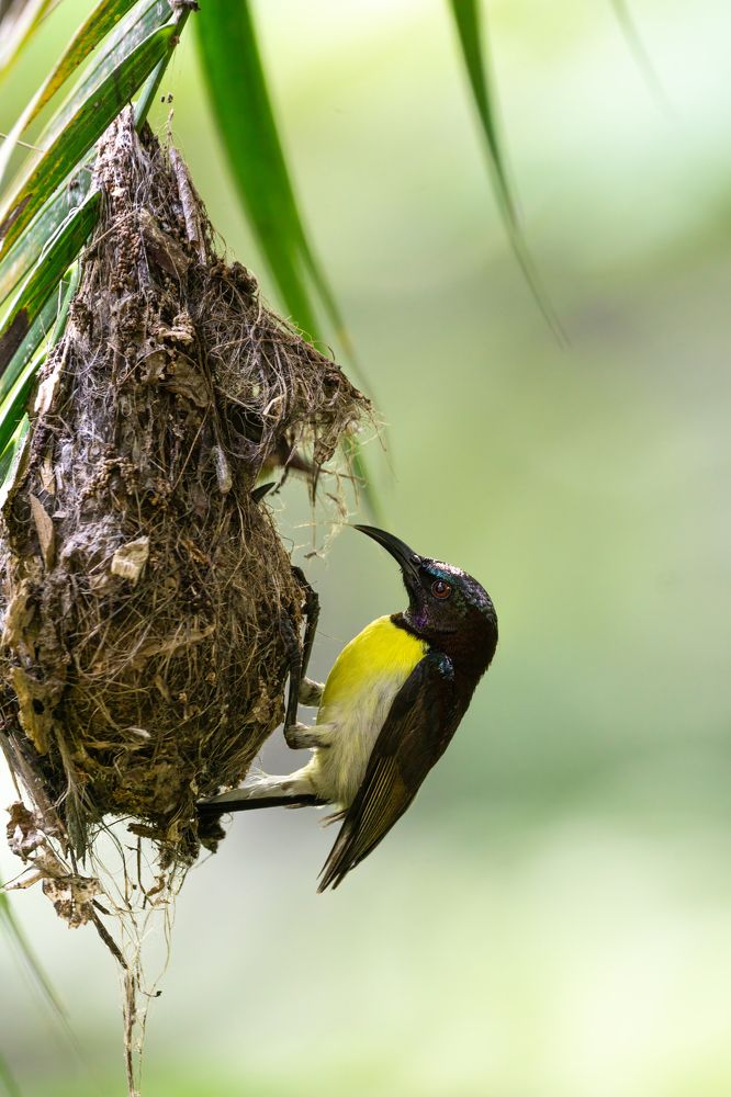Photograph by Kushan Madushanka Sonnadara