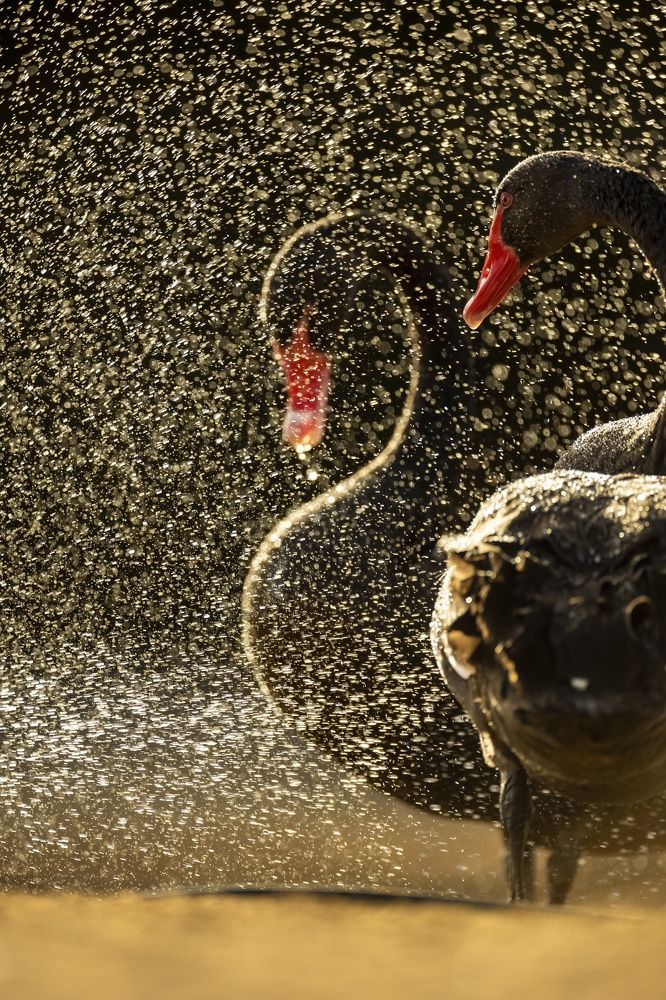 Photograph by Sekhar Kiran Krishanan