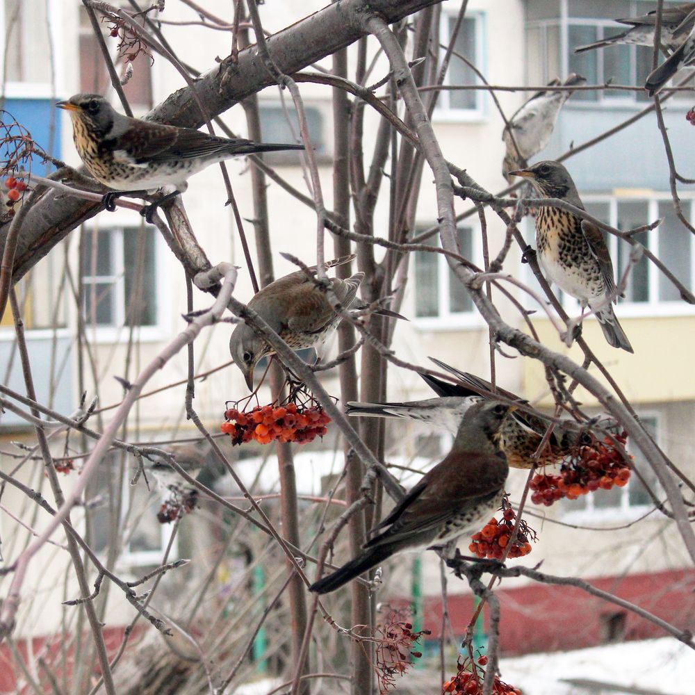 Дрозды рябинники