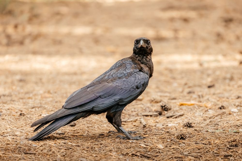 Photograph by Оксана Корчагина