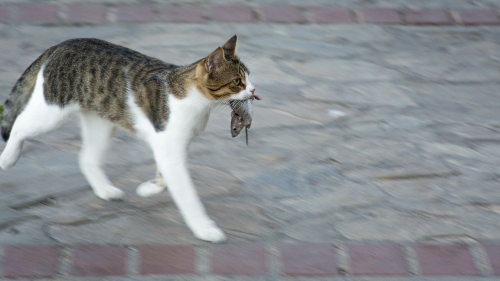 Photograph by Наталья Кокорина