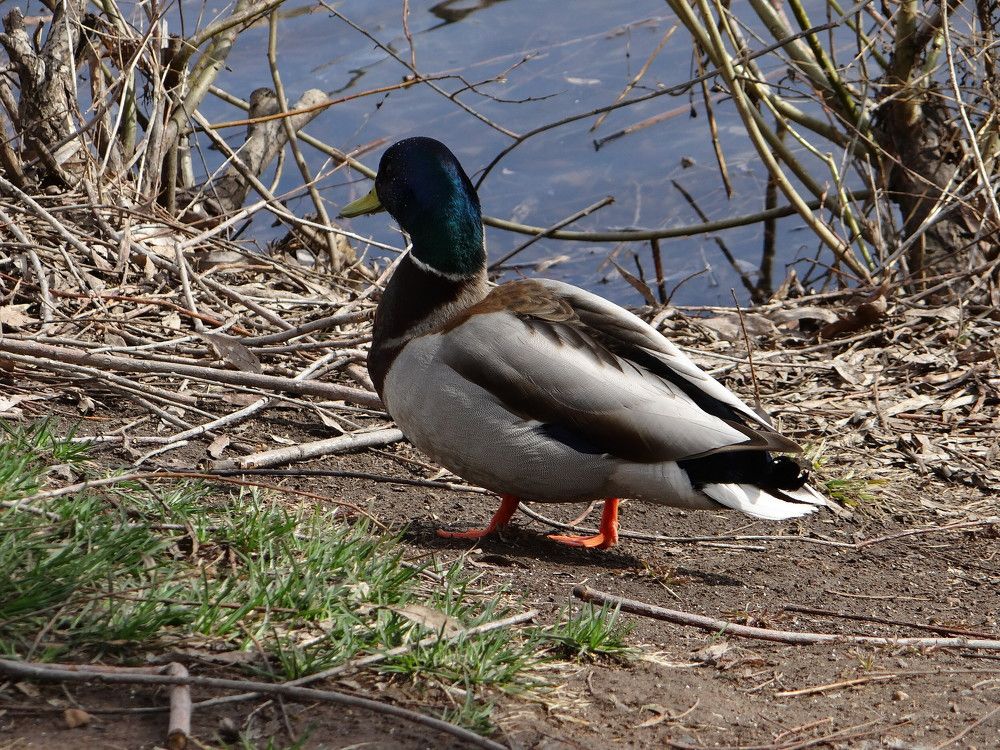 Photograph by olga Diakova