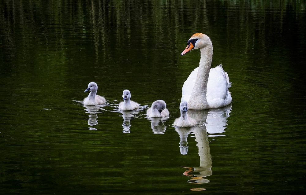 Photograph by Михаил Бояркин