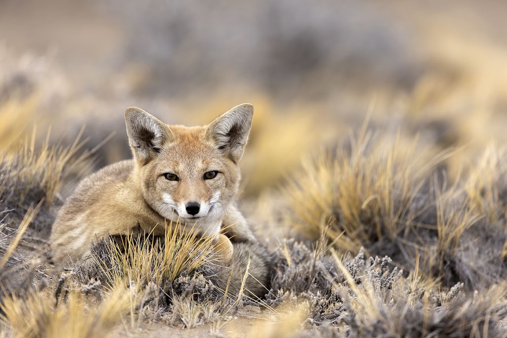 Photograph by Esteban Argerich