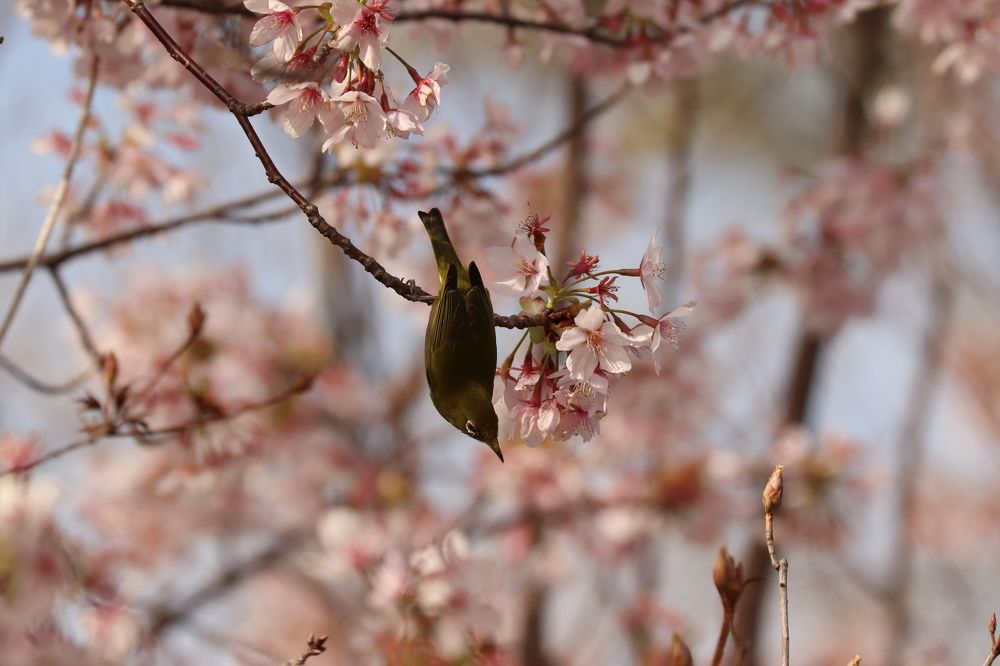 Photograph by Se Lena