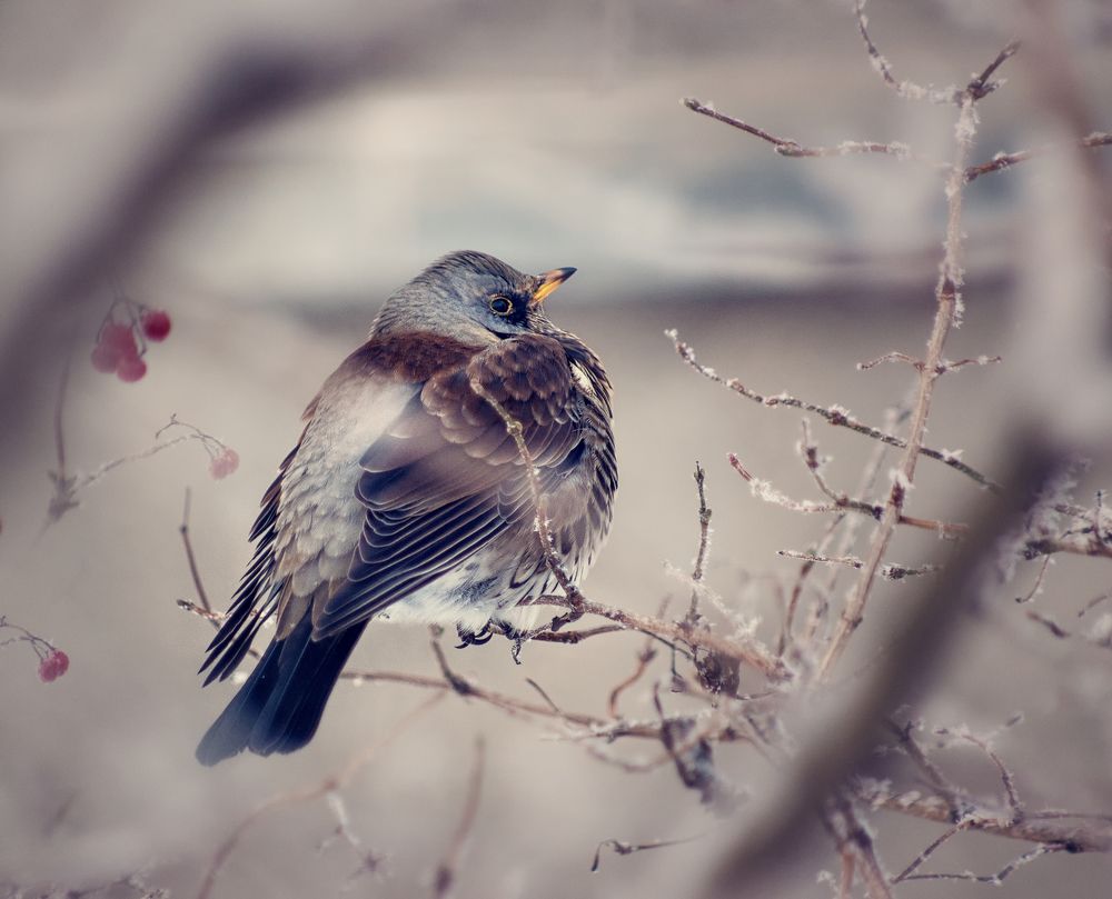 Photograph by Светлана Инькова