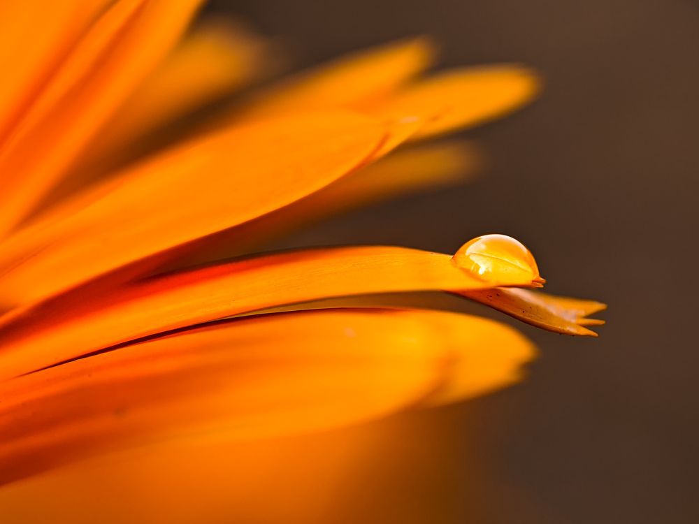 Photograph by Tanvir Ahmed Bhuiyan