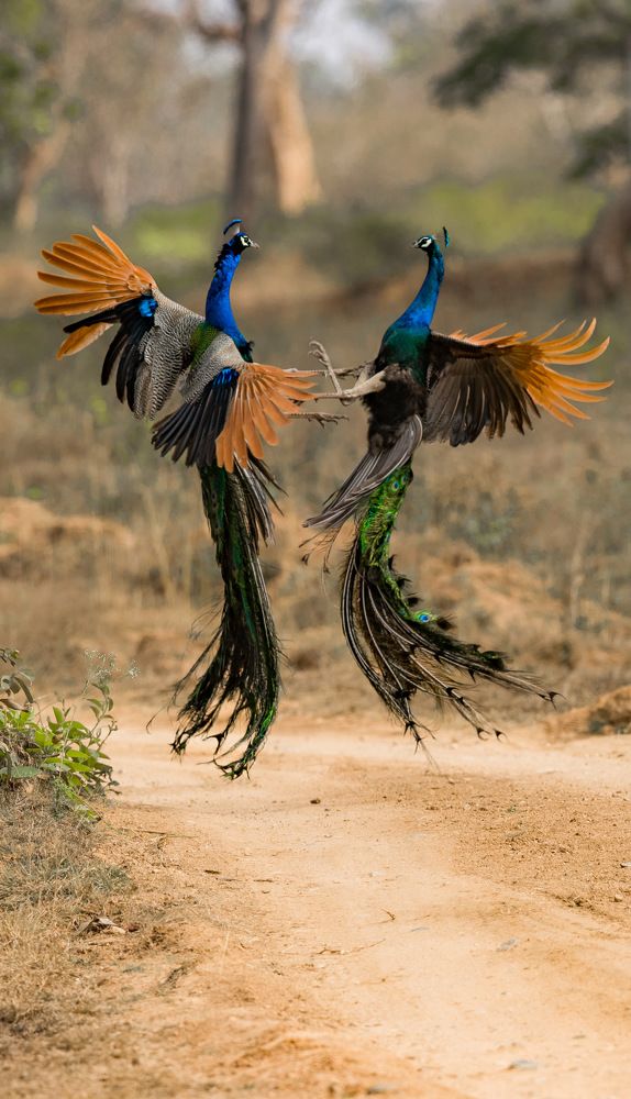 Photograph by Divya Dwaraknath