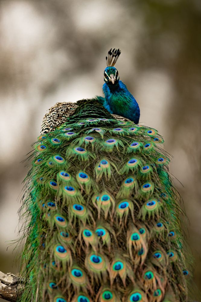 Photograph by Divya Dwaraknath